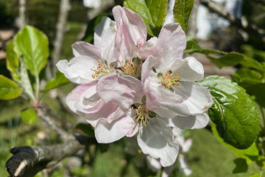 Apple blossom in the Holt garden in late spring